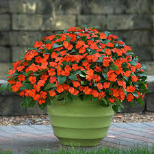 There are three ways to keep your impatiens. Impatiens Beacon Orange Harris Seeds