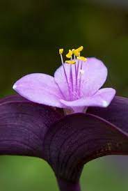 Flowers from the heart address, phone and customer reviews. 340 Flowers Purple Rain Ideas Flowers Beautiful Flowers Planting Flowers