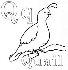 This quail coloring page would make a cute present for your parents. The King Quail Coloring Page Color Luna