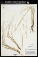 Image result for Elionurus