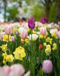 Image result for Pictures of Crocus Daffodils Hyacinths Primrose Tulips Camellia Crimson Chaenomeles all together