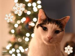 19 top Sharing Cute Cat Photos with Followers ideas in 2025