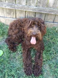 Raising puppies in our home to prepare them for yours. Labradoodle Puppies For Sale Kellogg Ia 304618
