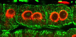 In order for plants and animals to develop from a single cell, they must divide through mitosis in order to produce a__ __multicellular organism. Cell Division In Plants How Cell Walls Are Assembled