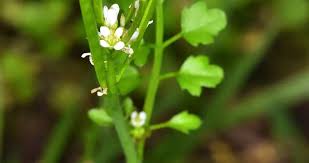 Image result for Cardamine obliqua