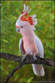 Major Mitchell Cockatoo In 2020 Australian Native Birds Animals Animals Beautiful