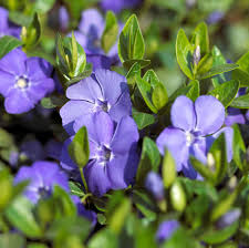 How to Plant and Grow Periwinkle for a Carpet of Flowers and Foliage