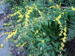 Bluestem Goldenrod Solidago Caesia Large Flowering Stems 3ft Purple Wire Stems Full Sun Pt Shade Benefits Woodland Plants Native Plants Native Garden