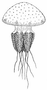 Worms World Register Of Marine Species Photogallery Draw a curved line for the mouth and a teardrop shape for the eye. marine species photogallery