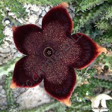 You can cut off the head of the succulent using clean scissors. Edithcolea Grandis Exotic Huernia Rare Orbea Succulent Stapelia Seed 5 Seeds Ebay