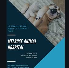 Maybe you would like to learn more about one of these? Melrose Animal Hospital Home Facebook