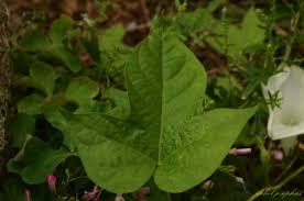 Image result for Ipomoea shupangensis