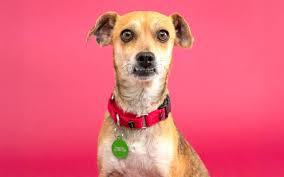 East Bay pets of the week for May 30