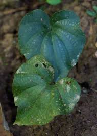 Image result for Nervilia adolphi