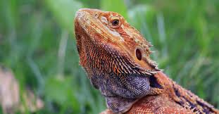 My Bearded Dragon Drank Too Much And Threw Up Some Water After A Bath, Is  He Okay? He Is Acting Normal Now 15 Minutes Later. : R/Beardeddragons