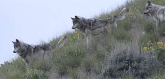 Wolves were domesticated several thousand years ago, and selective breeding produced dogs. River Of No Return Gray Wolf Facts Nature Pbs