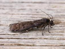 Image result for Pyla fusca