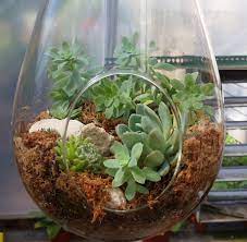It is also canadian sourced. Glass Teardrop With Succulents Accented By Sphagnum Moss Rocks And Pebbles Easy Care Plants Succulents Rock And Pebbles