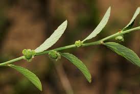 Image result for Phyllanthus maderaspatensis