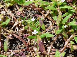 Image result for Oldenlandia affinis