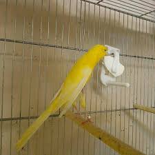 اليوم ان شاء الله سوف اسرد لكم بعض هواة طيور الكناري فلسطين Facebook