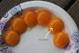 Learn all about how an egg develops from scratch, when and how long chickens lay eggs for, and commercial laying hens continue to produce first quality eggs until they are about one and a half years old. Do These Eggs Look Fertilized Backyard Chickens Learn How To Raise Chickens