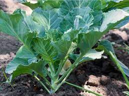 For storage as dry beans, pick the pods when they are dry but while the stems are still green. Growing Collard Greens How And When To Plant Collard Greens