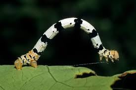 Image result for Oxyanthus latifolius