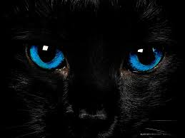 Eyes Cat Wallpaper Cat With Blue Eyes Cats
