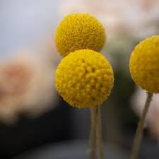 Enter a carmel valley zip code below. Burst Bloom Flowers 41 Photos 33 Reviews Florists 206 Crossroads Blvd Carmel Ca Phone Number Yelp