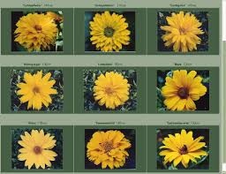Heliopsis Helianthoides Google Search Sonnenauge August Blumen Garten