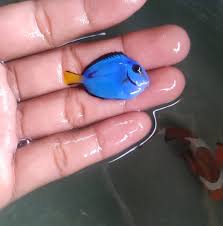 Ikan hias air laut tak bisa hidup di lingkungan yang tak mirip dengan habitat aslinya. Ikan Hias Air Laut Home Facebook
