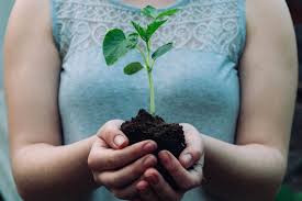 How To Fertilize Plants With Coffee Grounds Caffe Aiello
