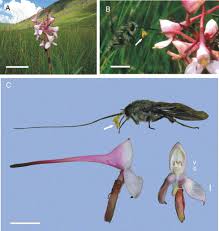 Image result for Disperis sp. nov. aff. bifida