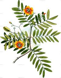 Image result for Zygophyllaceae