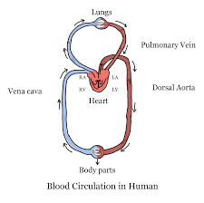 human circulatory system gcse biology revision notes