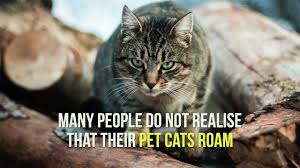 Domestic cats are often called 'house cats' when kept as indoor pets. One Cat One Year 110 Native Animals Lock Up Your Pet It S A Killing Machine