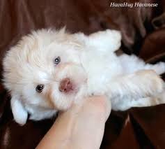 We did not find results for: 3 Beautiful White Chocolate Havanese Puppy 3 Www Havahughavanese Com Havanese Puppies Chocolate Havanese Puppy Havanese Dogs