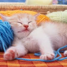 I got in a lie right from the start! 25 Best Cat Quotes Funny Cat Quotes