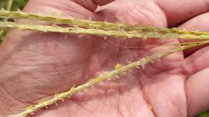 Image result for Andropogon gayanus