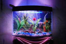 Aquarium air tawar ternyata lebih mudah perawatannya. Desain Aquarium Air Tawar Model Terbaik Harga Murah Hingga Sekarang