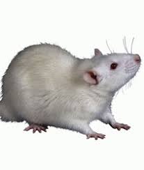 First western pest control inc. First Western Pest Control 3212 E Willow St Signal Hill Ca Pest Control Mapquest