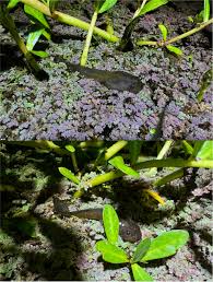 Image result for Fern Green 1994 Reliant