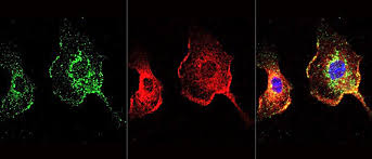 The Carol and Gene Ludwig Center for Research