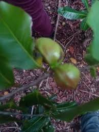 Image result for Xylopia odoratissima