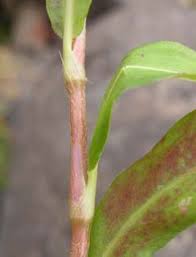 Image result for Persicaria decipiens