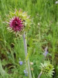 Image result for Carduus