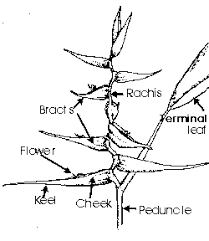 Heliconias Heliconias Heliconias Anatomy Of Inflorescence