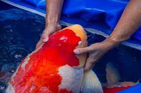 On average, koi fish can grow up to measure 36 inches in length when fully matured. Pin On Koi Breeding