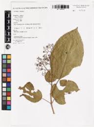 Image result for Premna velutina